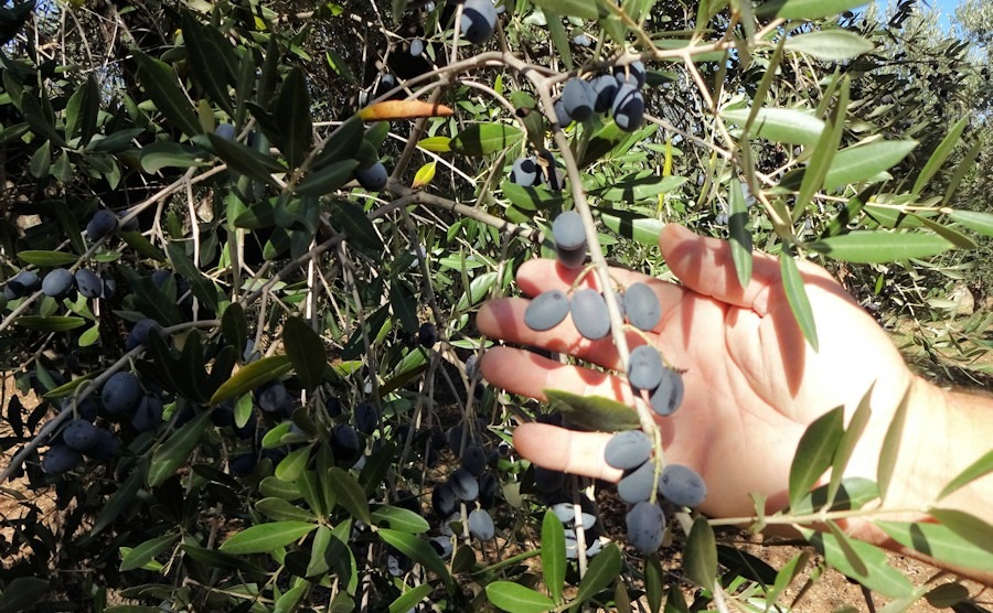 Confessions of a virgin olive picker