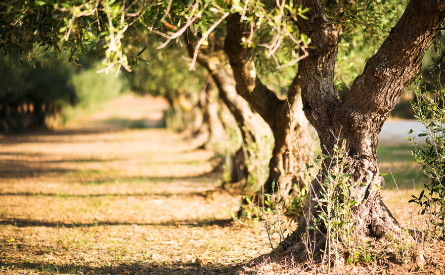 Olive trees on a grove in Salento, Puglia Region, South Italy. Traditional plantation of olive trees in summer sunny day, natural light, copy space, beautiful apulian background, selective focus