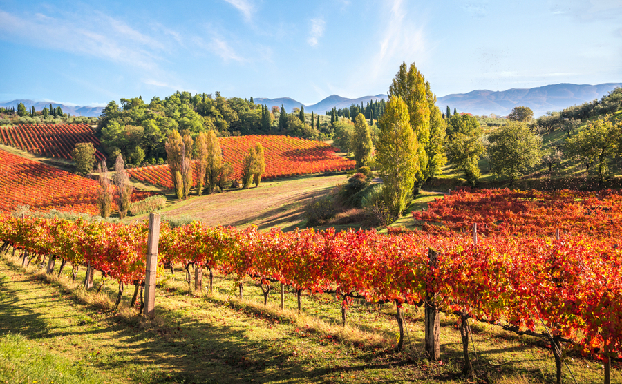 Montefalco's Sagrantino vineyards, Umbria, Italy