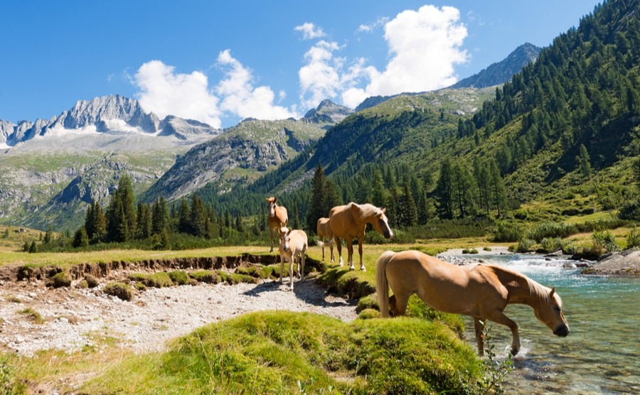 Wolves, bears and flamingos – the wildlife of Italy - Italy Property Guides