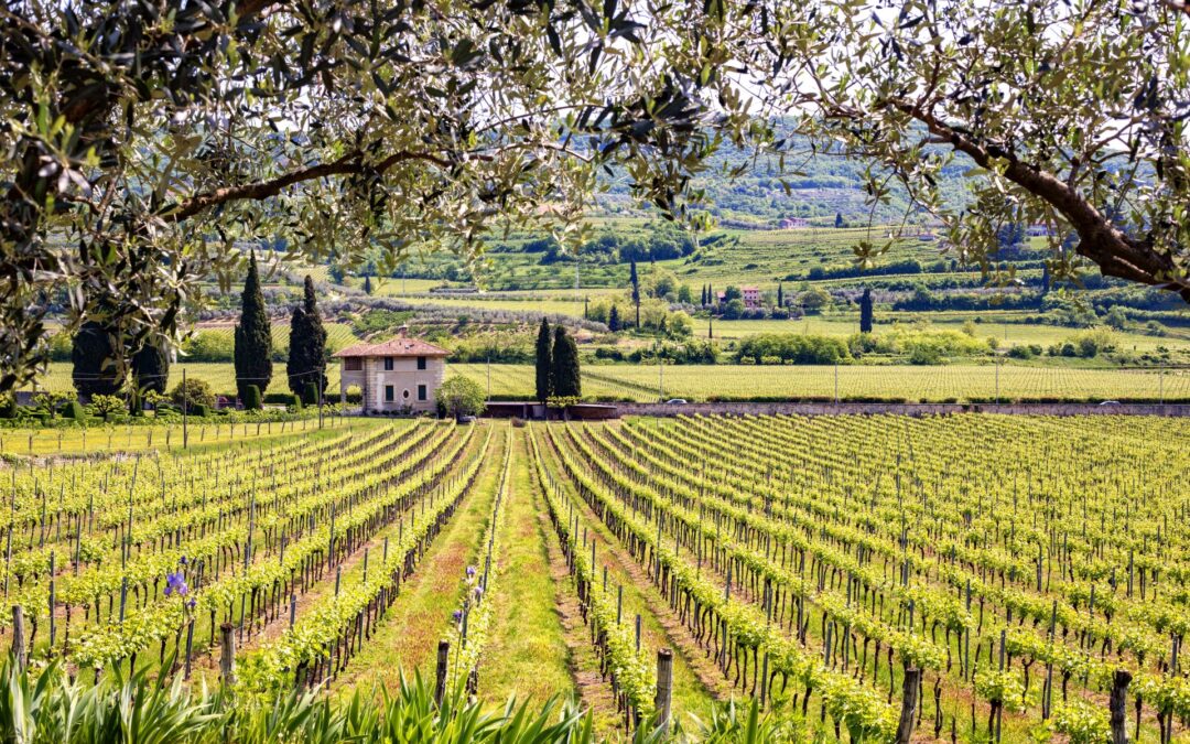 Vinitaly in Verona