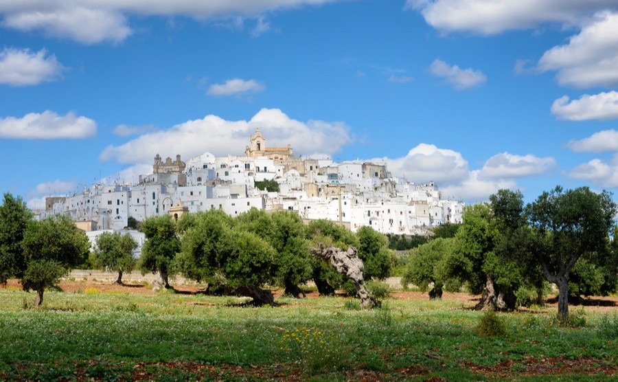 We feel so fortunate to be living in the Italian countryside among the olive trees and vineyards.