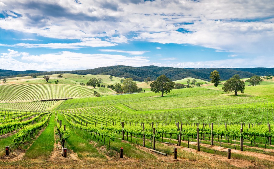 Adelaide is surrounded by beautiful wine country. It's a great choice for those deciding where to buy in France!