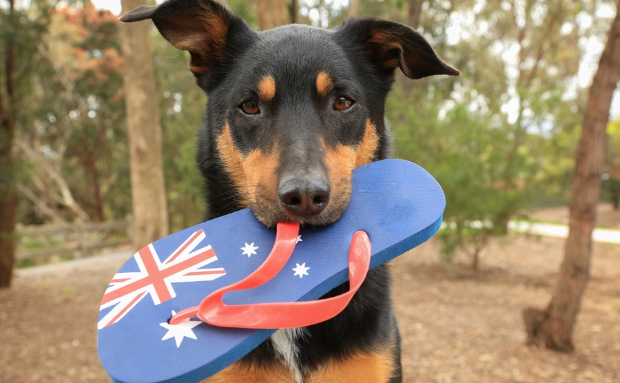 Cute black and tan Kelpie (Australian breed of sheepdog) holding a thong, decorated with the Australian flag, in its mouth.