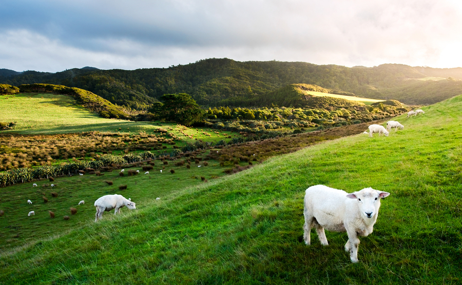 sheeps, New Zealand