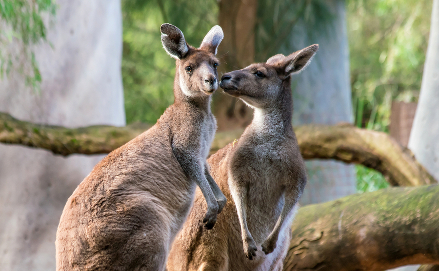 Kangaroos. 