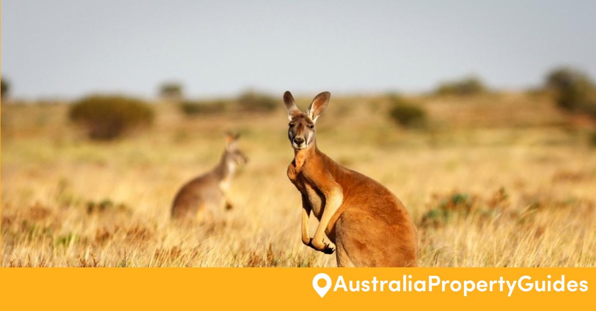 Is Australia's wildlife really so scary? - Australia ...