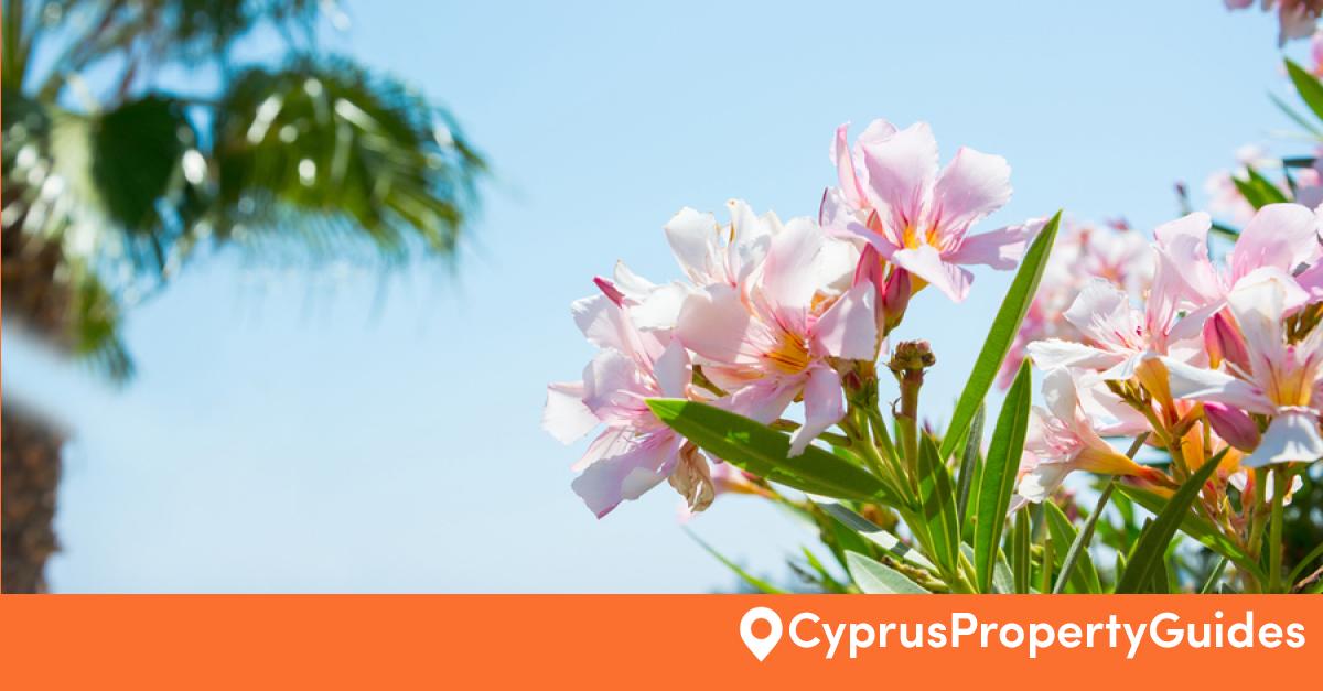 What to grow in your Cyprus garden Cyprus Property Guides