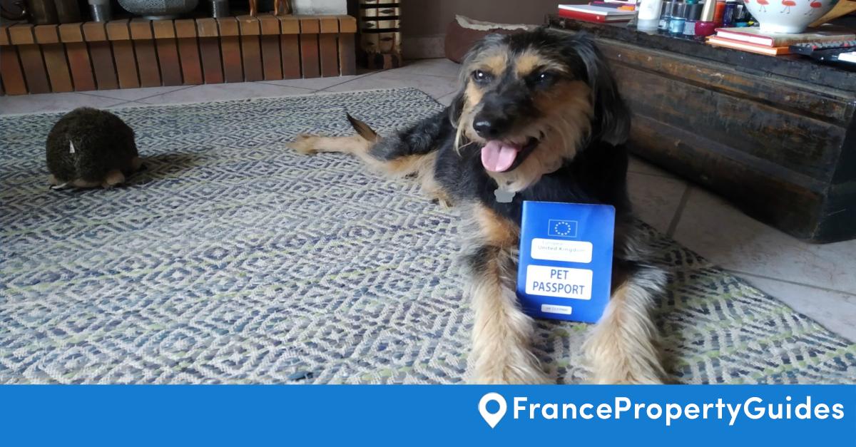 Bring Your Pets To France France Property Guides