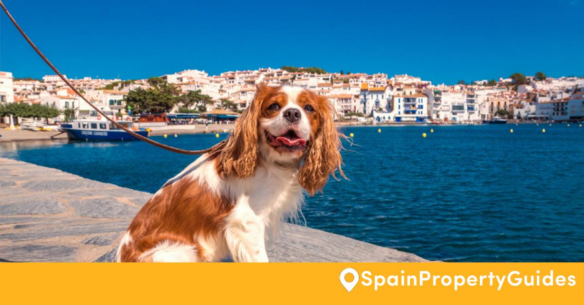 Cavalier king outlet charles spain