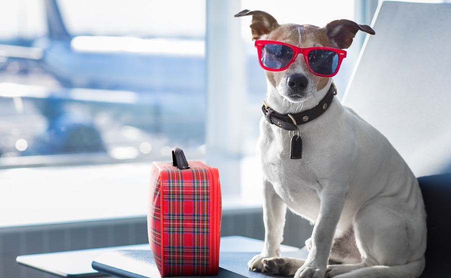 holiday vacation jack russell dog waiting in airport terminal ready to board the airplane or plane at the gate, luggage or bag to the side