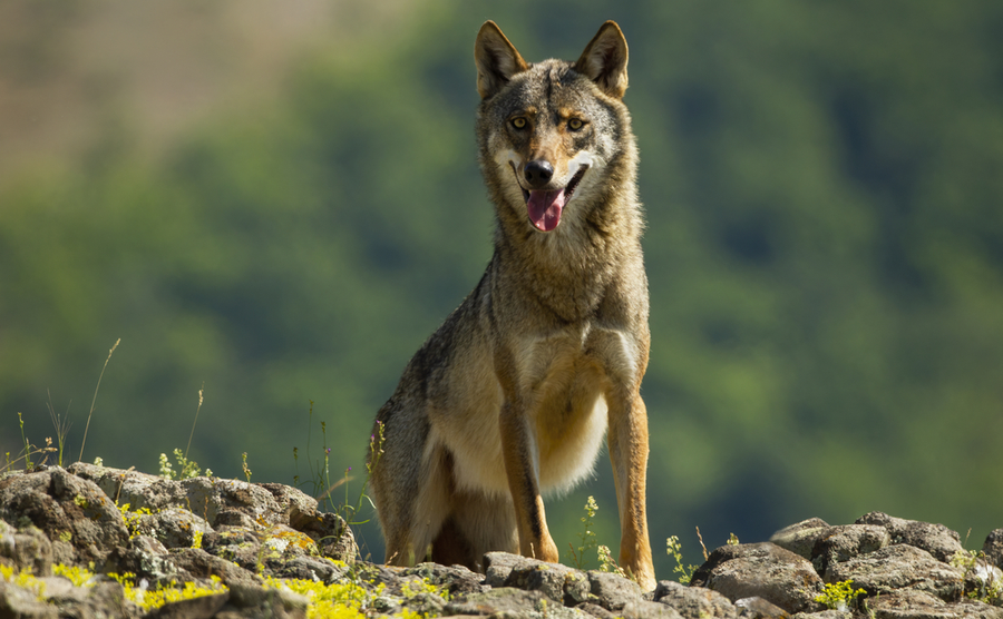 Aggressive wild gray wolf, canis lupus, breathing heavily with tongue out of open mouth. Wild mammal with grey fur standing on horizon and looking into camera in summer.