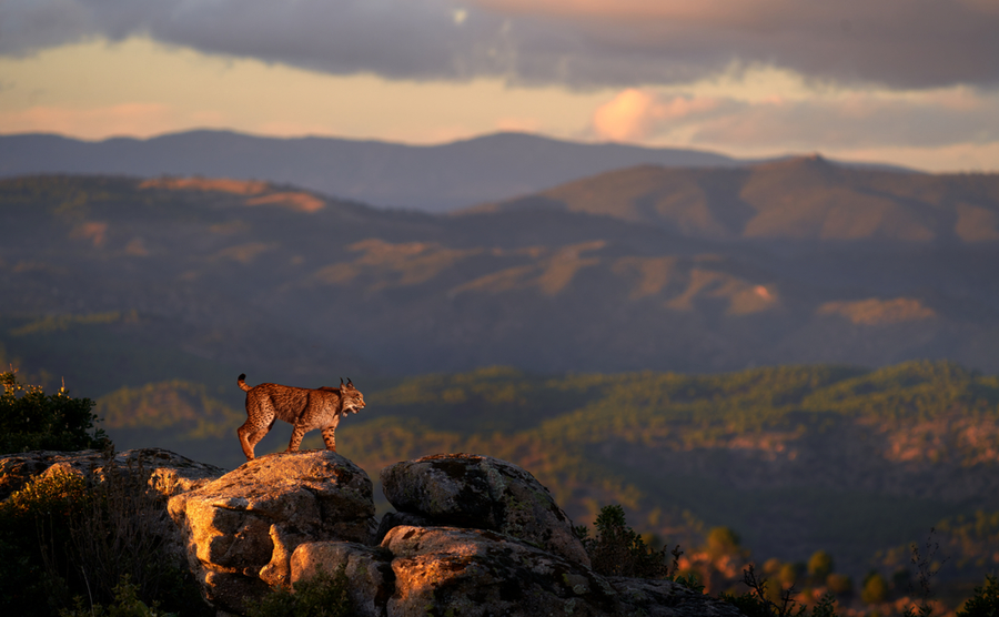 Lynx in mountain, wild cat in the habitat, Sierra de Andujar, Andalusia in Spain. berian lynx, Lynx pardinus, endemic to Iberian Peninsula in southwestern Spain in Europe. Rare cat walk top of hill.