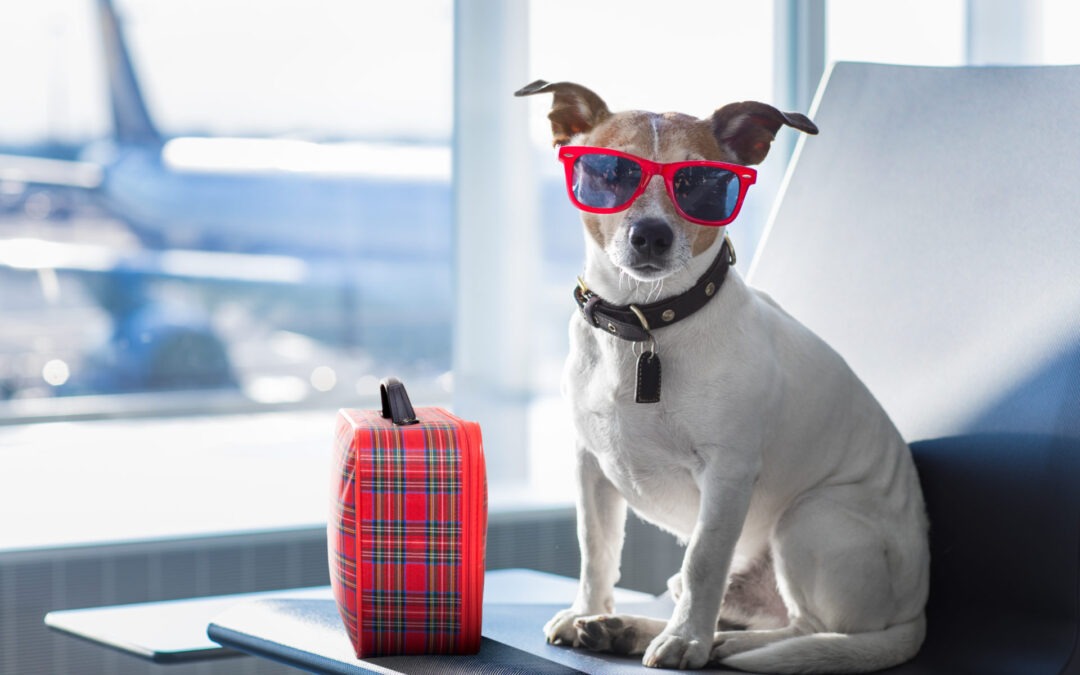 How to move abroad with your pet