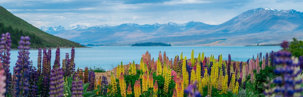 10-point plan to living in New Zealand in 2019