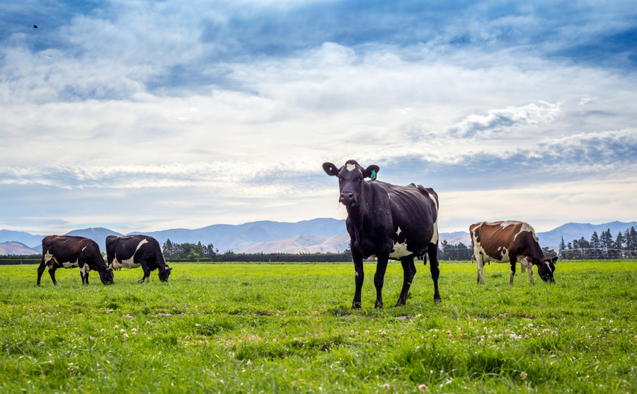 Could you be a New Zealand dairy farmer?