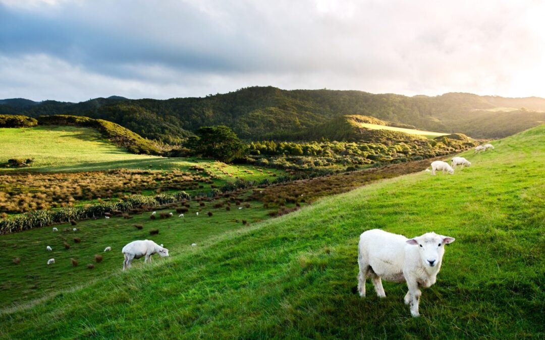 How to make a living in New Zealand