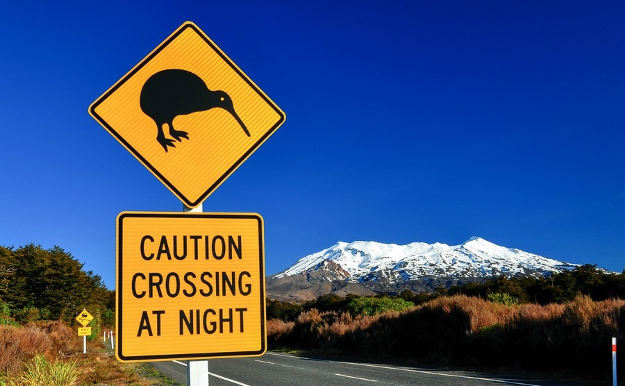 New Zealand’s largely loveable wildlife
