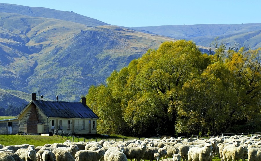 The New Zealand property market in rural area offers plenty of bargains to buyers.