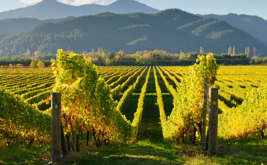 A home by the vine: 4 wine regions to buy in
