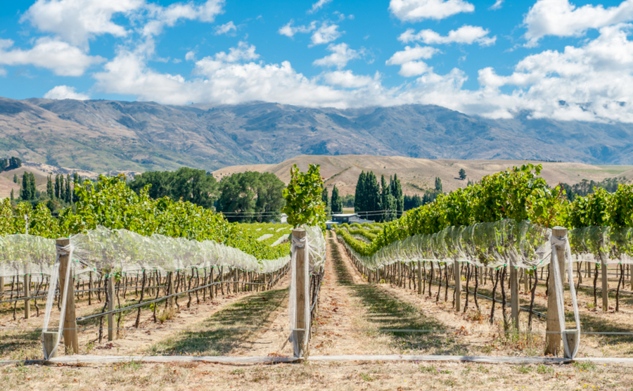 Vineyard in Gibbston Valley, New Zealand. Central Otago is the southernmost wine region in the world and mostly famous for its Pinot Noirs and white wines