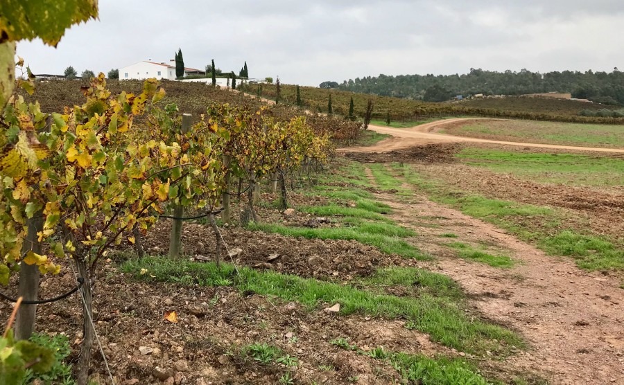 The Alentejo is rich in farms and vineyards.