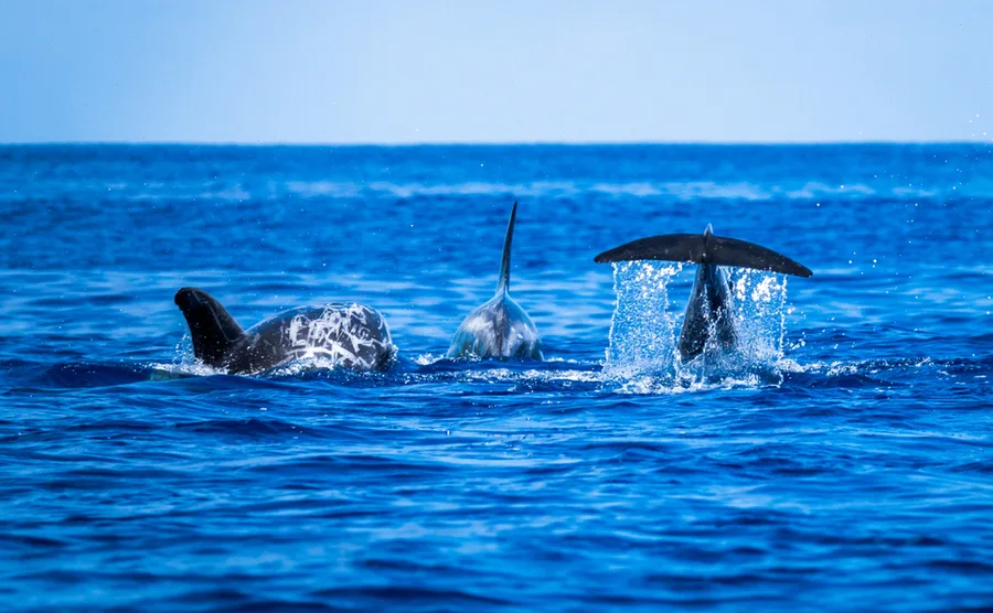 Ocean life in Portugal: Seeing and protecting it