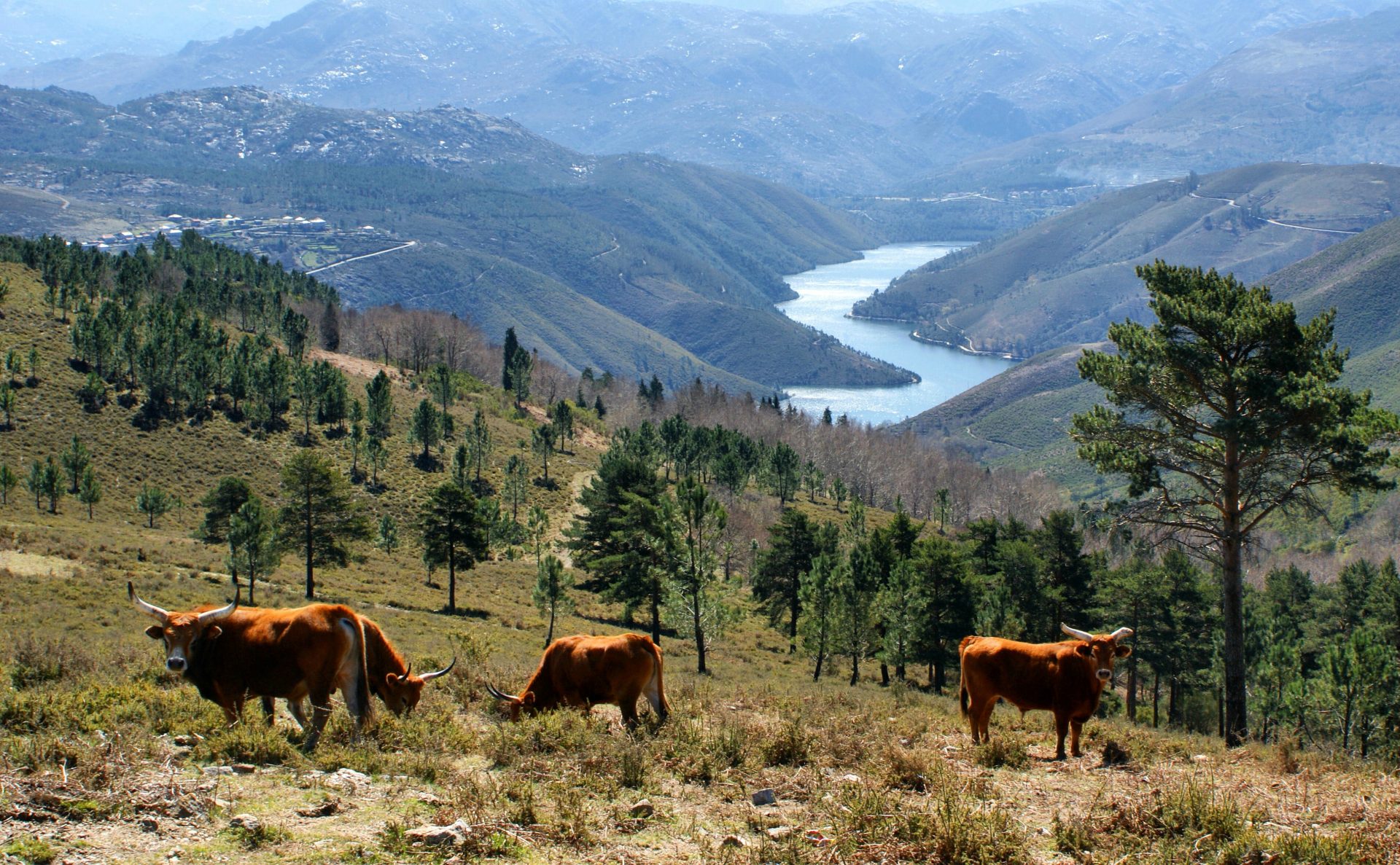 Portugal-Posts-Northern-Portugal-Cattle