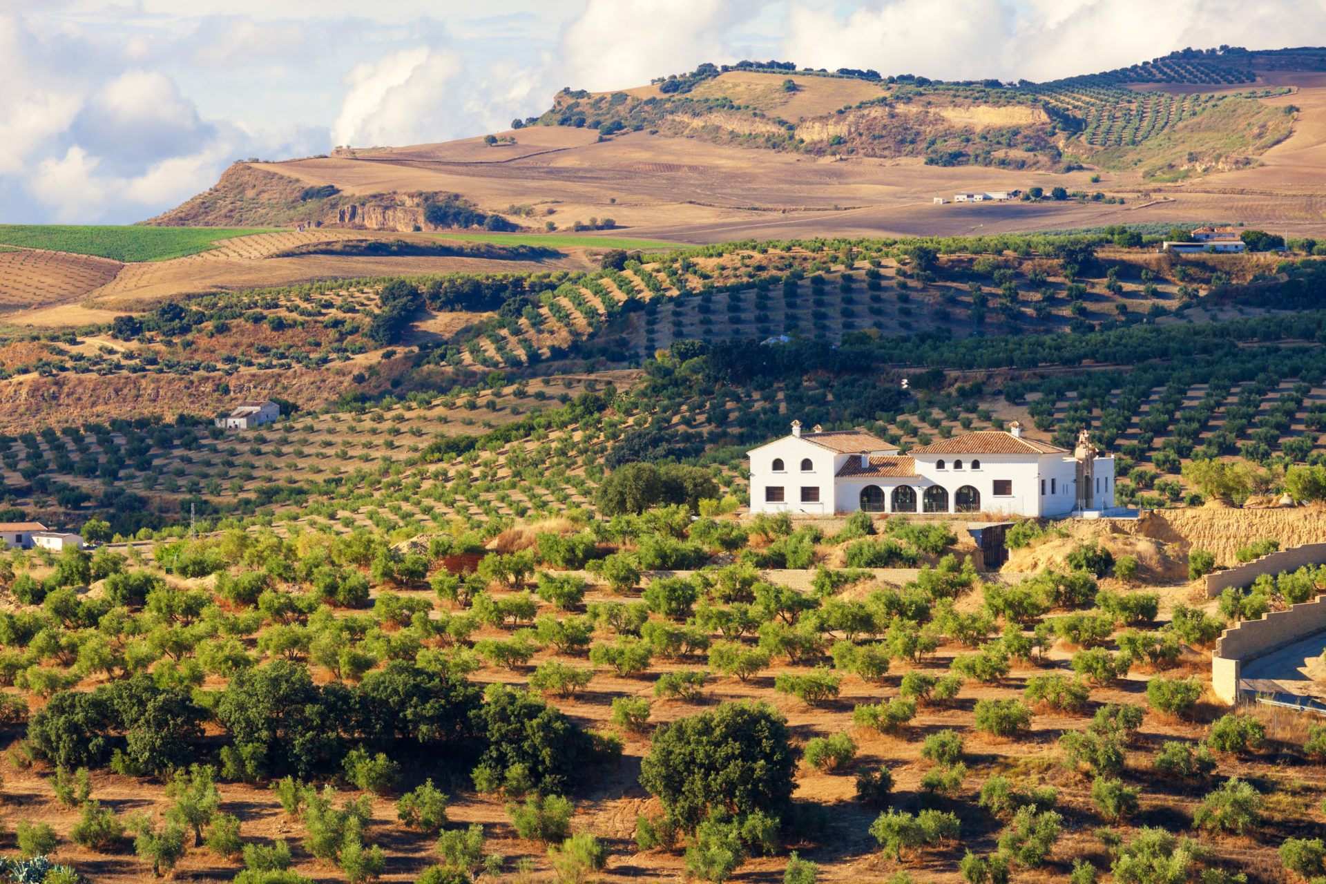 A farmhouse in Andalusia surrounded by olive trees