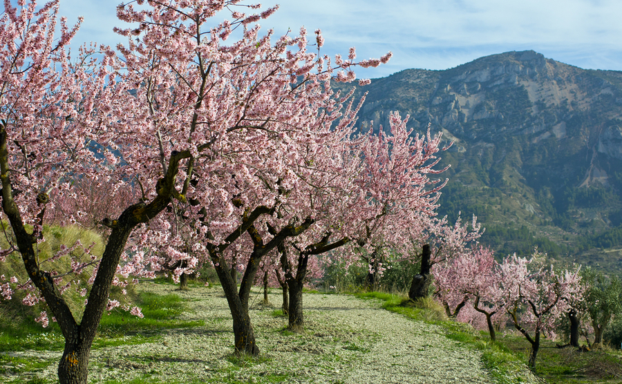 spring in Spain