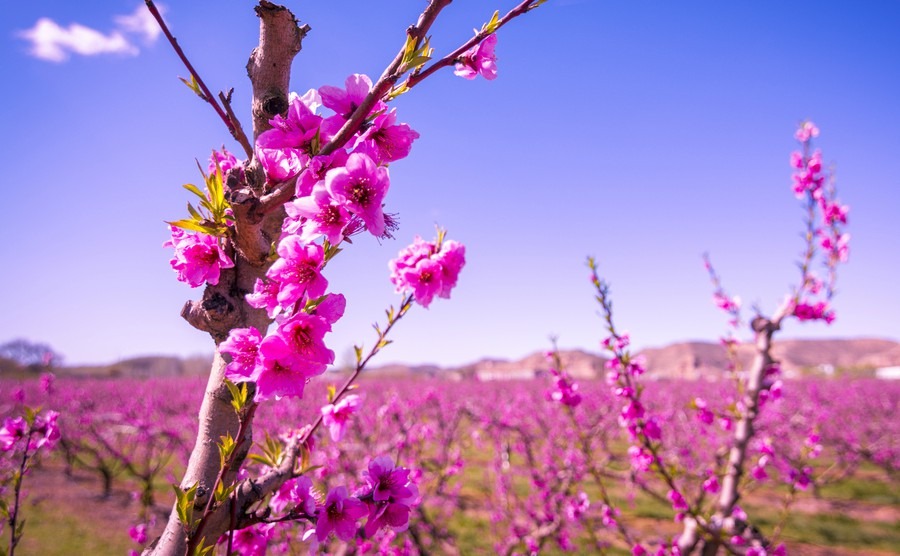 Spring is in the Costa Brava air