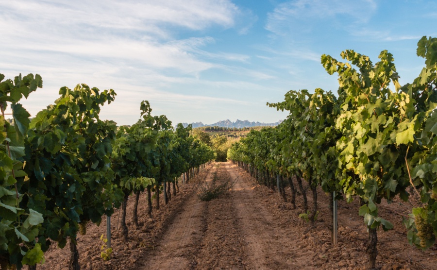 Home hunting in Spain’s most beautiful wine regions