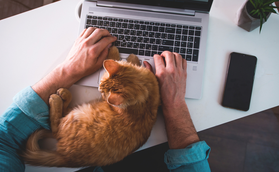 ginger cat on laptop. 