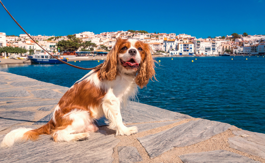 Bringing your furry friends on your Spanish adventure