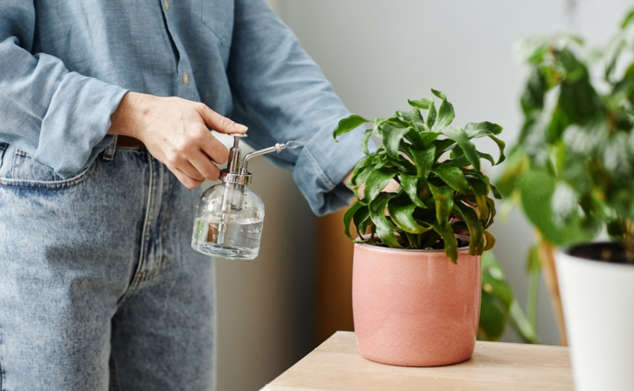 Minimal side view closeup of woman watering potted plants at home,