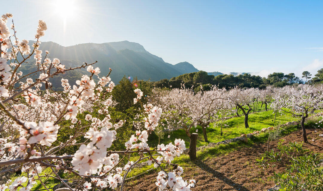Homes to enjoy spring and almond blossom in Spain