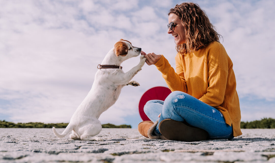 Bringing your furry friends on your Spanish adventure