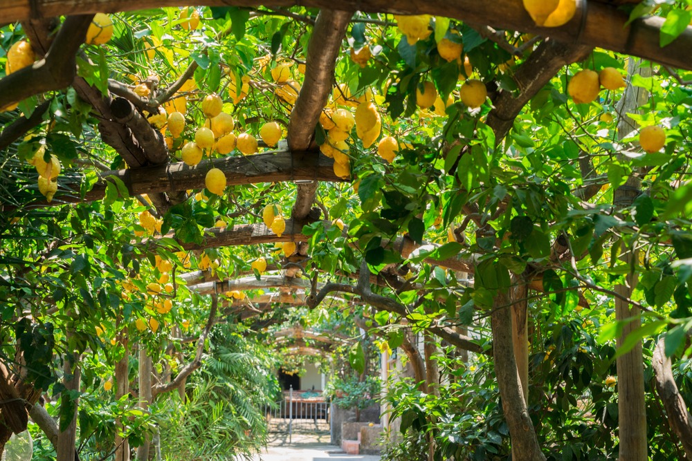 Planting your garden in Turkey