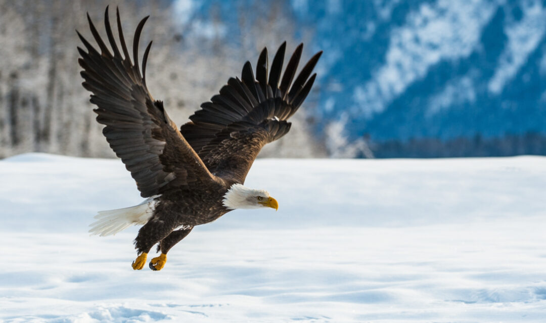 Wilder weekends: exploring the US’s wildlife