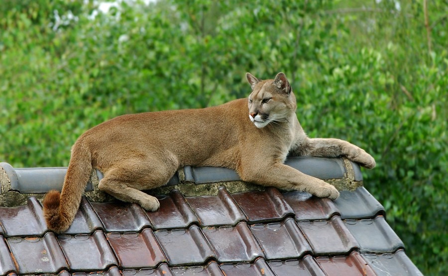 An American safari – the wildlife in your backyard