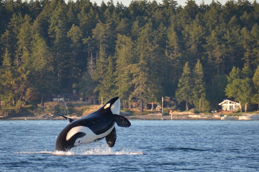 A killer whale breaches near Henry Island off Washington State