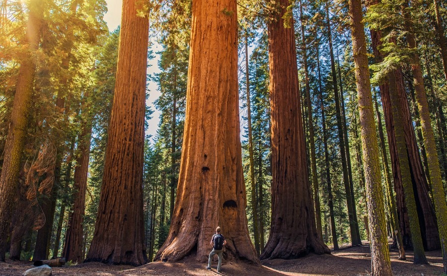 sequoia-vs-man-giant-sequoias-forest-and-the-tourist-with-backpack-looking-up