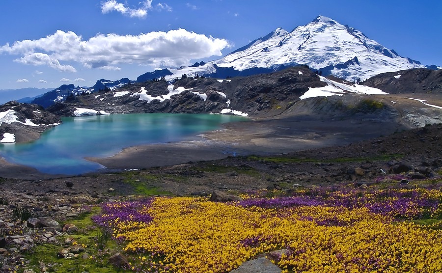 wildflowers-blooming-on-mount-baker-mount-baker-summer-bloom